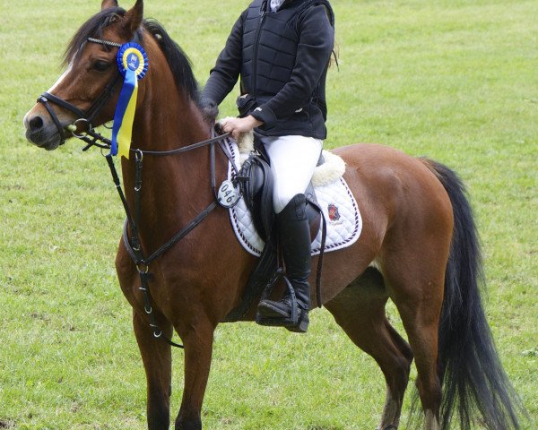 horse Blokland's Hoeve's Conviction Boy (Nederlands Welsh Ridepony, 2003, from Sarnau Pelydrog) horse Blokland's Hoeve's Conviction Boy (Nederlands Welsh Ridepony, 2003, from Sarnau Pelydrog)
