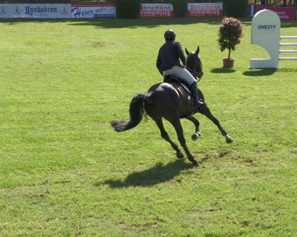 Reitturnier Cottbus-Sielow 2024
