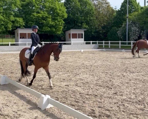 Video of D' Ultimo M
