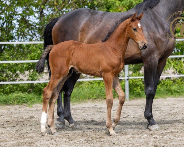 horse Arthur Z (Zangersheide riding horse, 2024, from Ansingh de Lis Z)