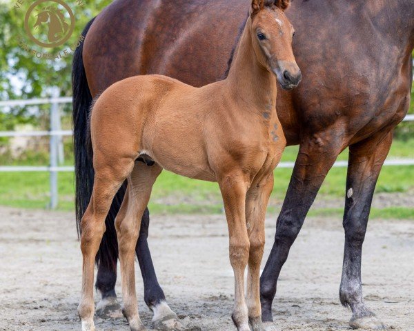 horse Umpire (KWPN (Royal Dutch Sporthorse), 2024, from Glock's Toto Jr.)