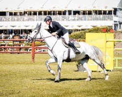 jumper Oilily (Belgian Warmblood, 2014, from Galisco van Paemel)