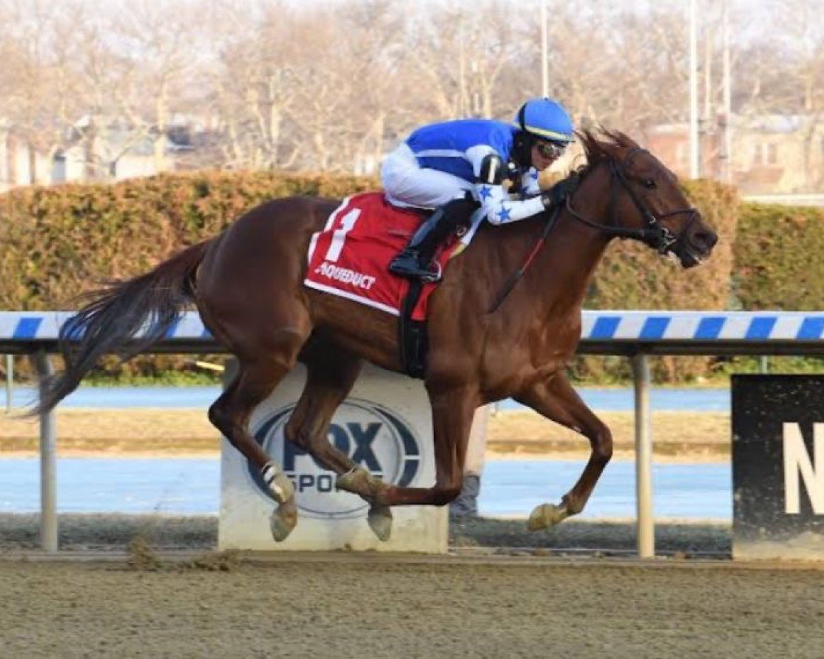 broodmare Busanda xx (Thoroughbred, 1947, from War Admiral xx)