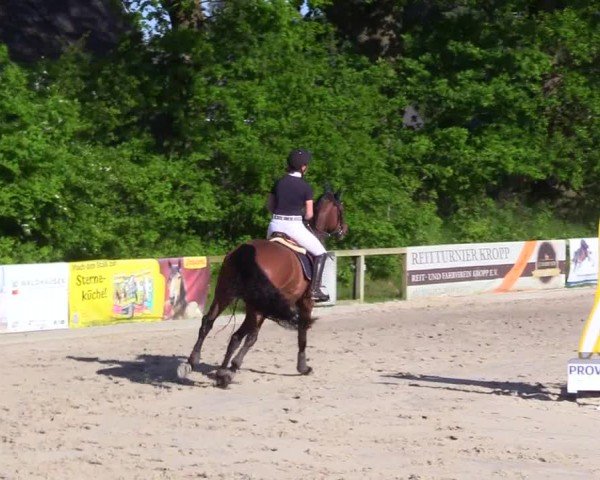 Reitturnier Kropp 2024