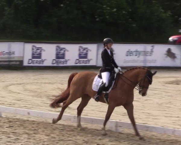 Reitturnier Everswinkel 2024