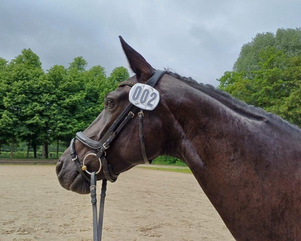 horse Donnerlittchen (Hanoverian, 2019, from Don Martillo)