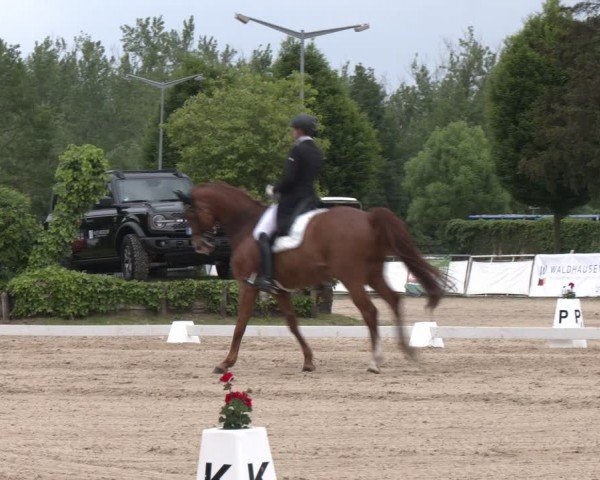 Reitturnier Frechen-Grefrath - Sonnenhof 2024