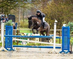 jumper Moonlight 435 (New Forest Pony, 2013, from Reekamp's Eclips)