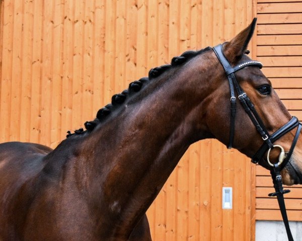 jumper Barolino (Hanoverian, 2016, from Buckingham)