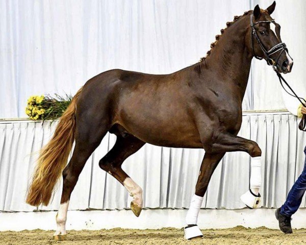 dressage horse Fly Emirates (Hanoverian, 2020, from Fuechtels Floriscount OLD)