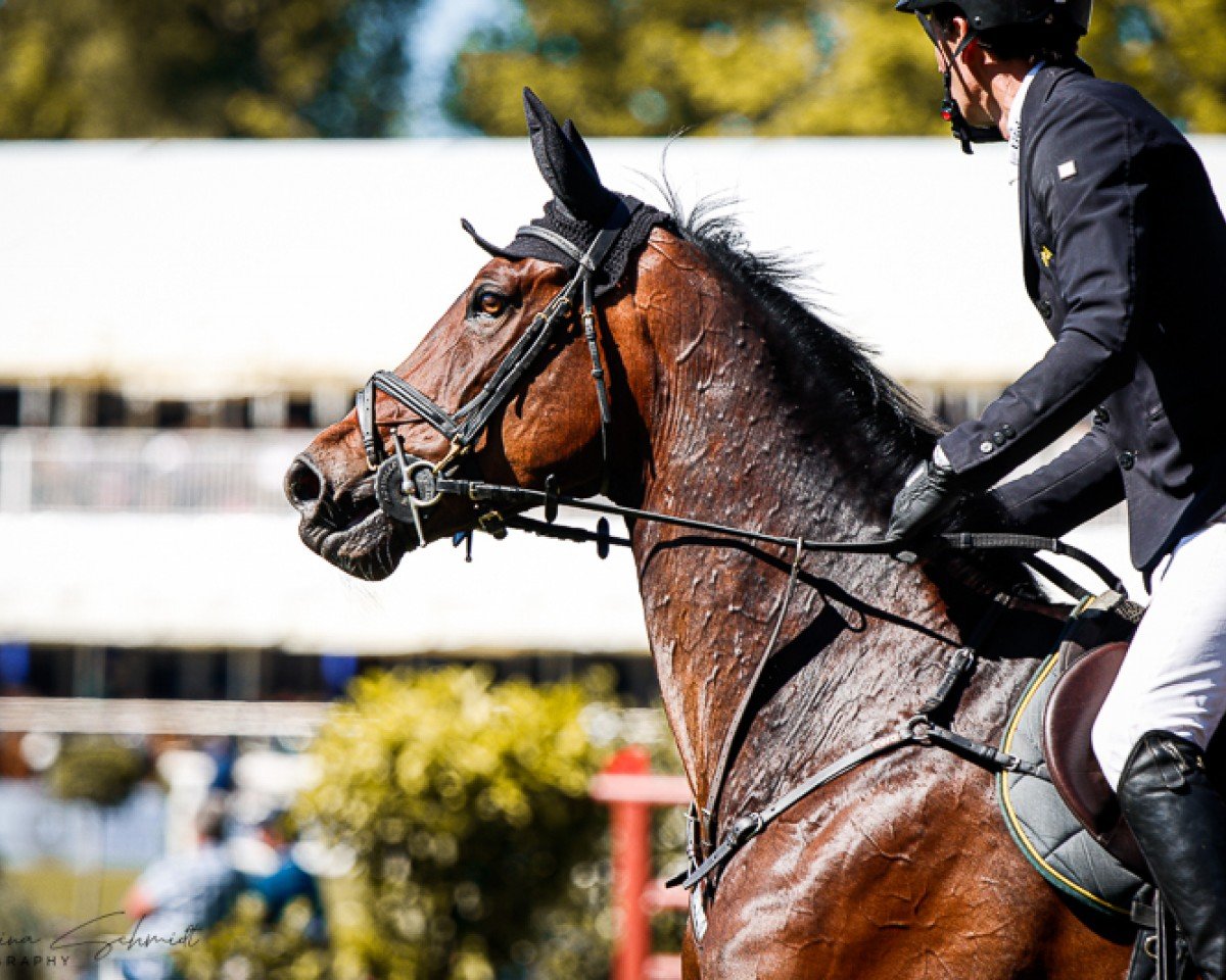 Springpferd COURAGE 138 (Westfale, 2010, von Captain Fire)