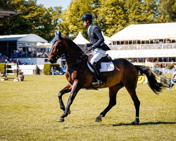 Springpferd Corsica (Holsteiner, 2013, von Connor 48)