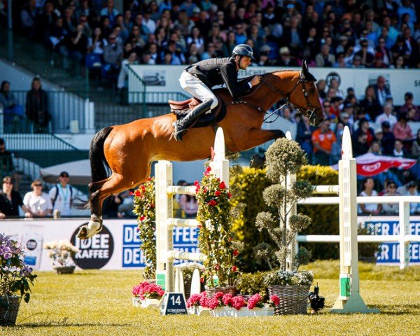 jumper Domenco (Oldenburg show jumper, 2010, from Cornet's Stern)