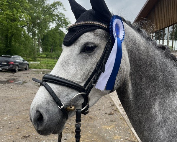 Dressurpferd Nothing Else Matters N (Deutsches Reitpony, 2020)