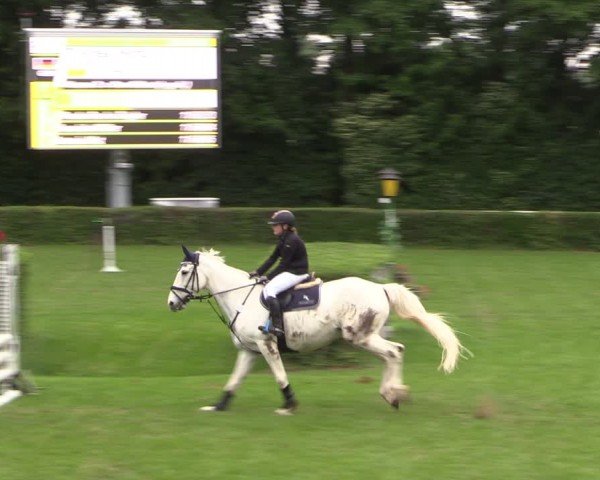 Reitturnier Westeregeln 2024