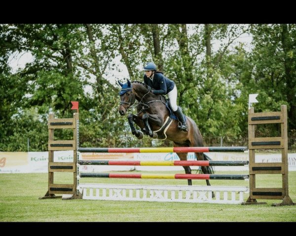 jumper Cocolino 12 (Oldenburg show jumper, 2014, from Conthargos)