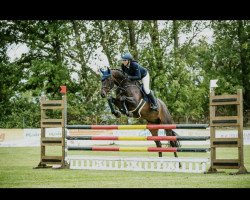 jumper Cocolino 12 (Oldenburg show jumper, 2014, from Conthargos)