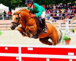 jumper Pallas des Chouans (Welsh-Pony (Section B), 2003, from Oscar des Chouans)