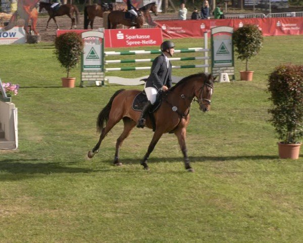 Reitturnier Cottbus-Sielow 2024