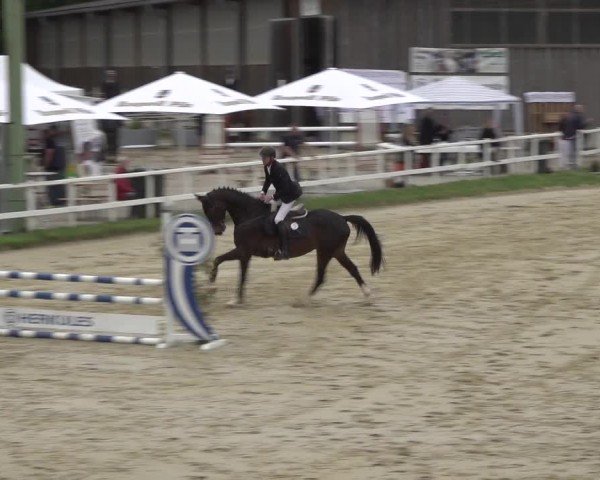 Reitturnier Siegen-Weidenau  2024
