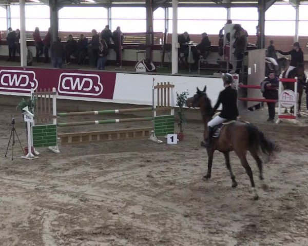 Winter Hallen Reit- und Springturnier, Reithalle Rohmann 2021