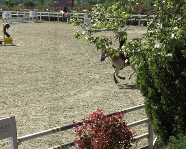 Reitturnier St. Margarethen 2024