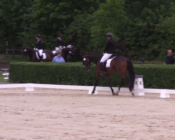 Reitturnier Westeregeln 2024
