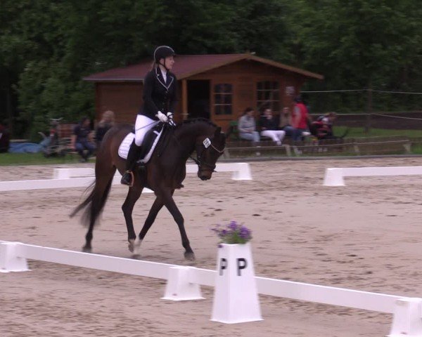 Reitturnier Westeregeln 2024