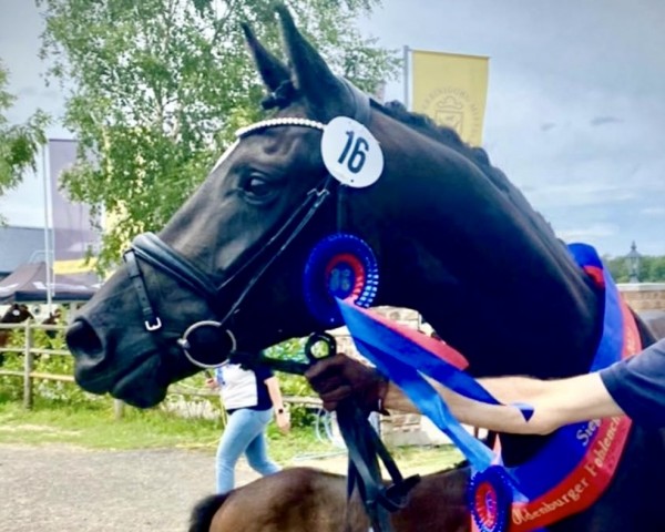 broodmare F_rstin Gracia S (Oldenburg, 2018, from Fürst Romancier)