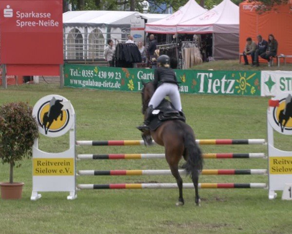 Reitturnier Cottbus-Sielow 2024