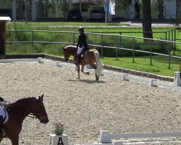 Reitturnier Werdenberg 2024