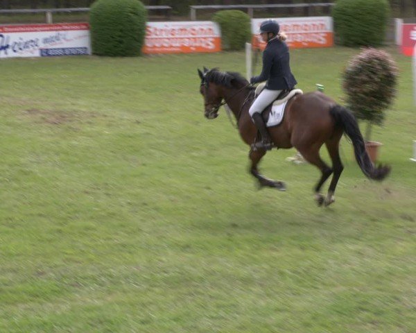 Reitturnier Cottbus-Sielow 2024
