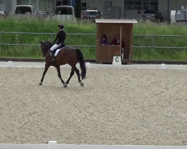 Reitturnier Werdenberg 2024