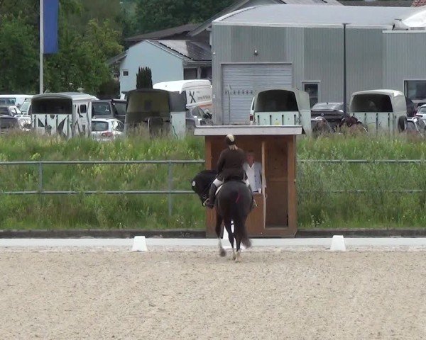 Reitturnier Werdenberg 2024