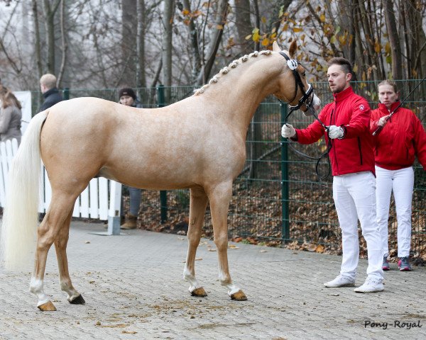 horse Cristiano Ronaldo S (German Riding Pony, 2014, from Mac Creamy)