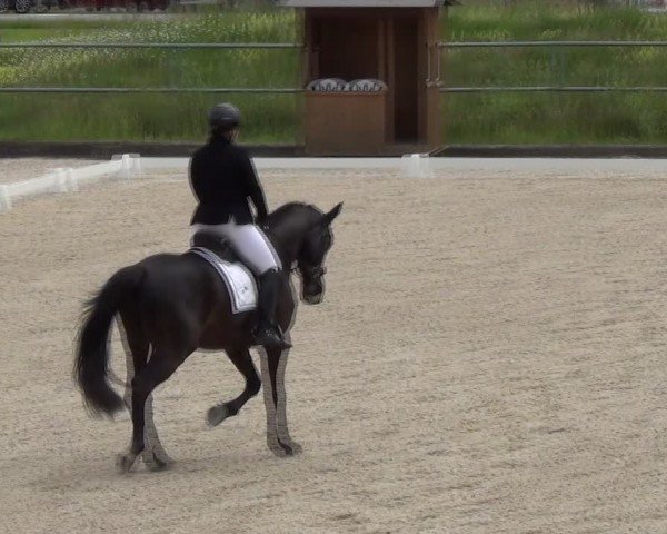 Reitturnier Werdenberg 2024