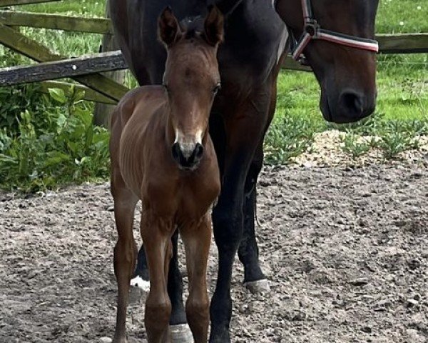 horse Impuls (Trakehner, 2024, from Imperio 3)