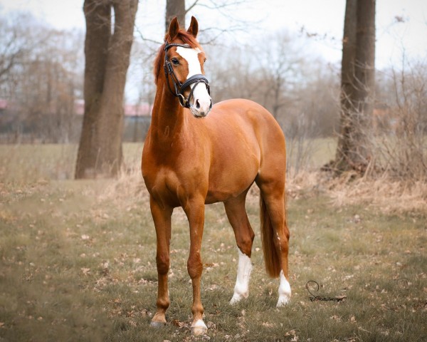 jumper Kendar SAG (Dutch riding horses and ponies with Arabic blood content, 2019, from Kitt SB)