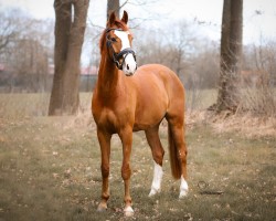 jumper Kendar SAG (Dutch riding horses and ponies with Arabic blood content, 2019, from Kitt SB)