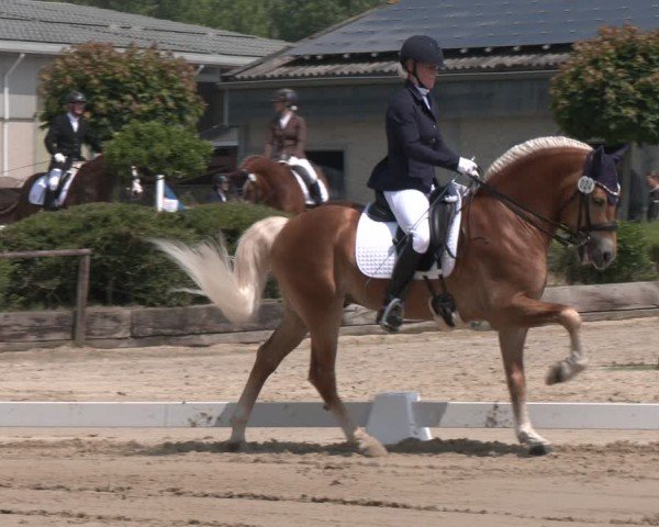 Reitturnier Frechen-Grefrath - Sonnenhof 2024