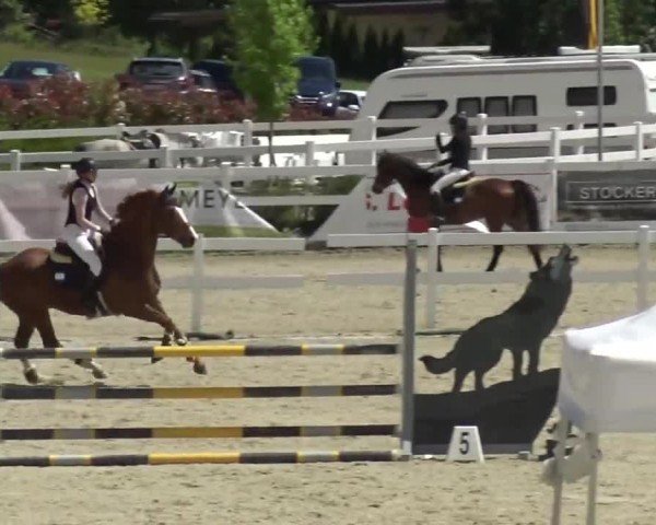 Reitturnier St. Margarethen 2024