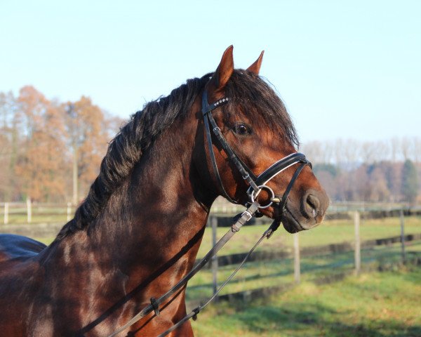 Dressurpferd Ceramonte B (Holsteiner, 2012, von Calido G)