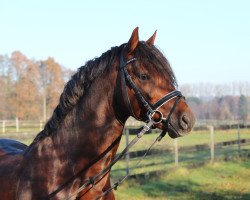 Dressurpferd Ceramonte B (Holsteiner, 2012, von Calido G)