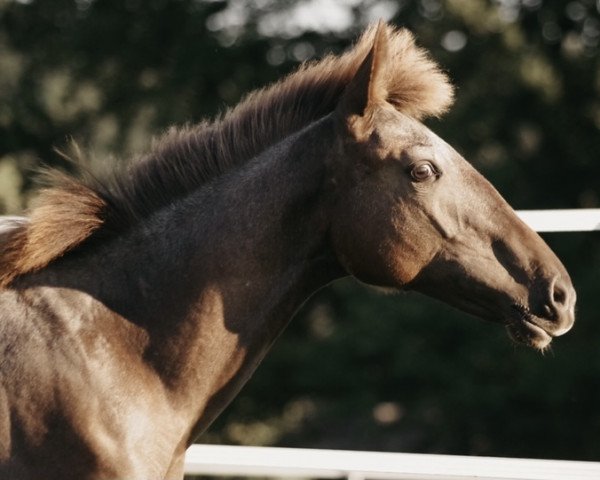 horse Zorrito vom Elbenwald (Lusitano, 2018)