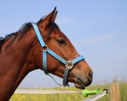 horse Campari Blu (Hanoverian, 2023, from Charthago Blue OLD)