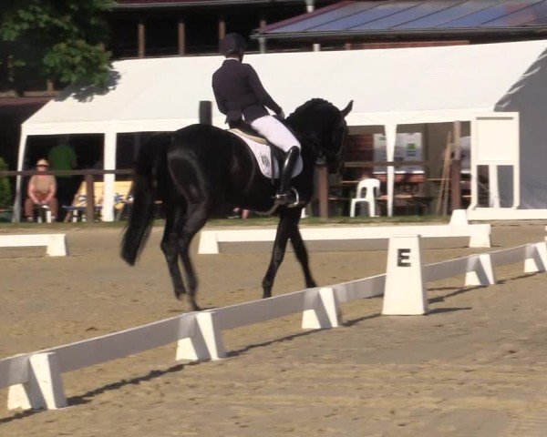 Reitturnier Everswinkel 2024