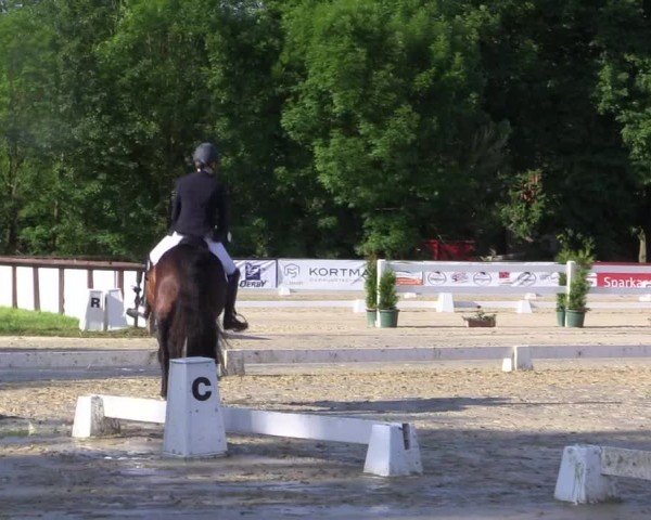 Reitturnier Everswinkel 2024
