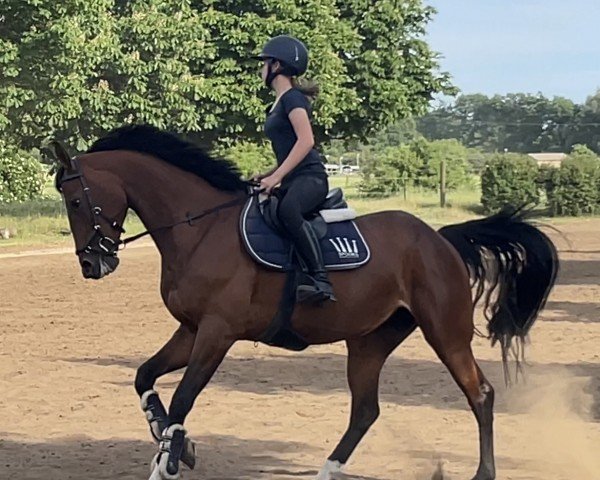 Springpferd Miss Killy (KWPN (Niederländisches Warmblut), 2017, von Eldorado van de Zeshoek)