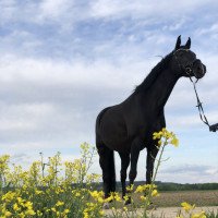 horse Jolie Noire 2 (Bavarian, 2012, from Glock's Johnson Tn)