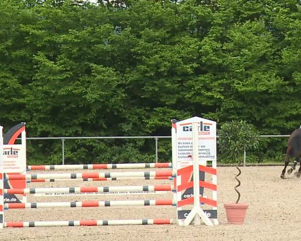 Reitturnier Landenhausen 2024